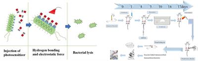 Antimicrobial Photodynamic Therapy Combined With Antibiotic in the Treatment of Rats With Third-Degree Burns